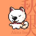 秋田犬の白毛